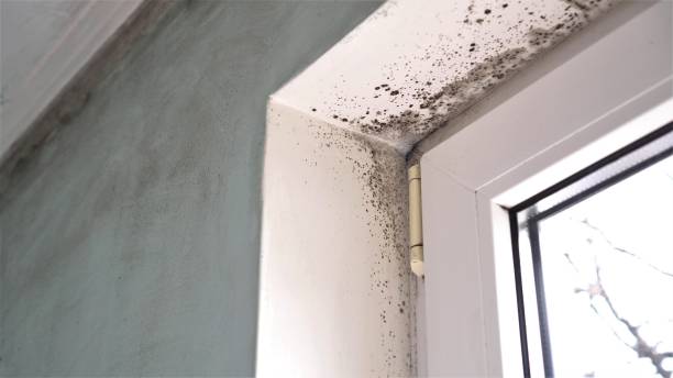 Best Crawl Space Mold Removal  in Houghton, NY