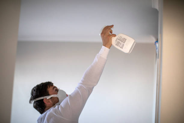 Best Same-Day Mold Removal  in Houghton, NY