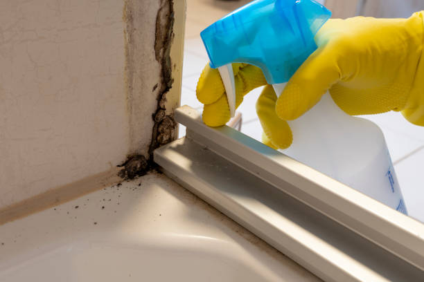 Best Residential Mold Removal  in Houghton, NY