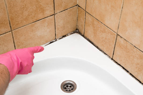 Best Home Mold Removal  in Houghton, NY